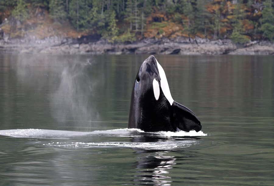 Campbell River: 4 Hour Whale & Wildlife Tour by Covered Boat - Leaving Campbell River through the Discovery Passage