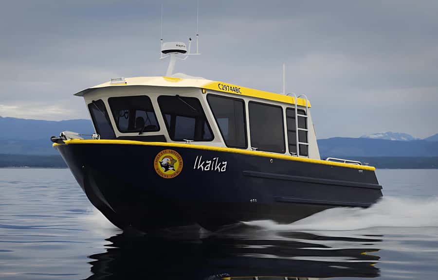 Campbell River: 4 Hour Whale & Wildlife Tour by Covered Boat - Watching for whales, dolphins, and smaller signs of life