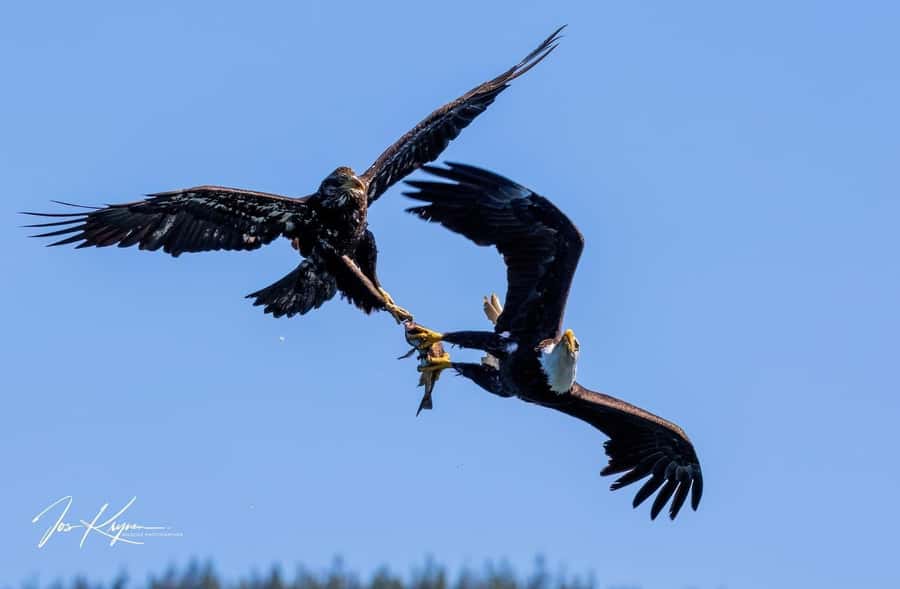 Campbell River: 4 Hour Whale & Wildlife Tour by Covered Boat - Reaching Johnstone Strait and the rapids