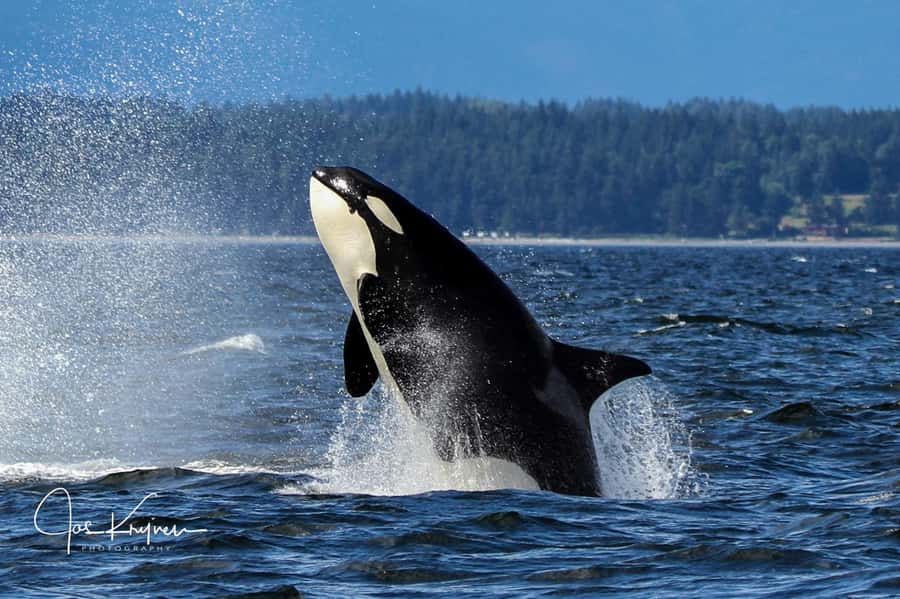 Campbell River: 4 Hour Whale & Wildlife Tour by Covered Boat - The guides make the difference