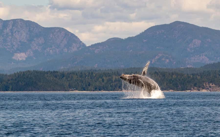 Campbell River: 4 Hour Whale & Wildlife Tour by Covered Boat - How the four hours usually feel