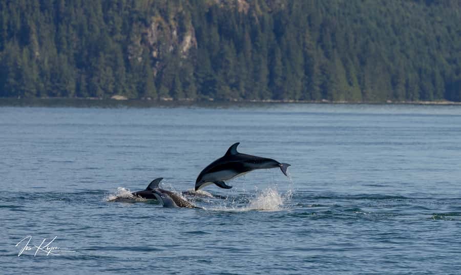 Campbell River: 4 Hour Whale & Wildlife Tour by Covered Boat - Is $246 a fair price?