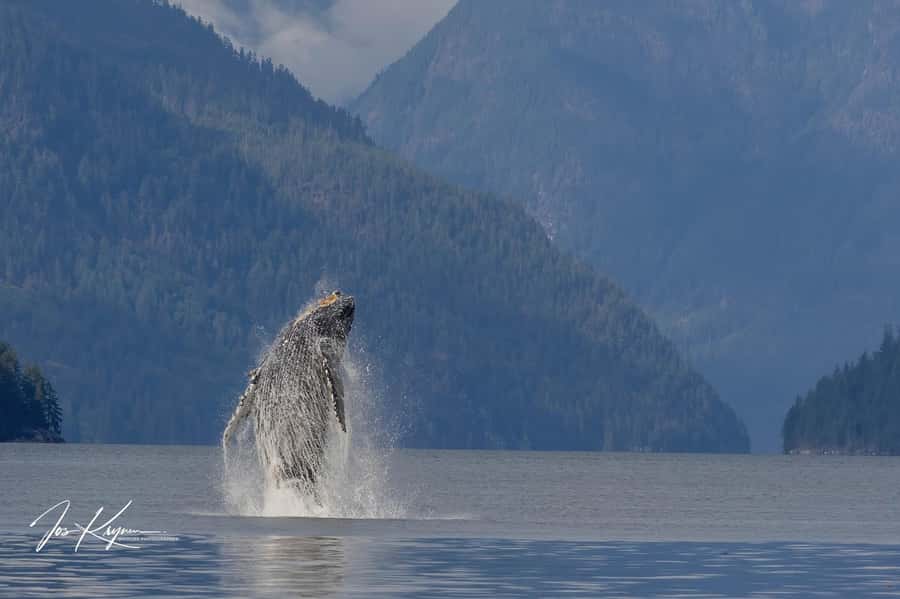 Campbell River: 4 Hour Whale & Wildlife Tour by Covered Boat - Weather, comfort, and what to pack