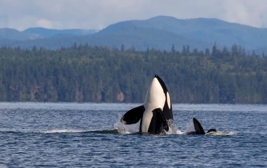 Campbell River: 4 Hour Whale & Wildlife Tour by Covered Boat - A covered boat that still feels close to the water