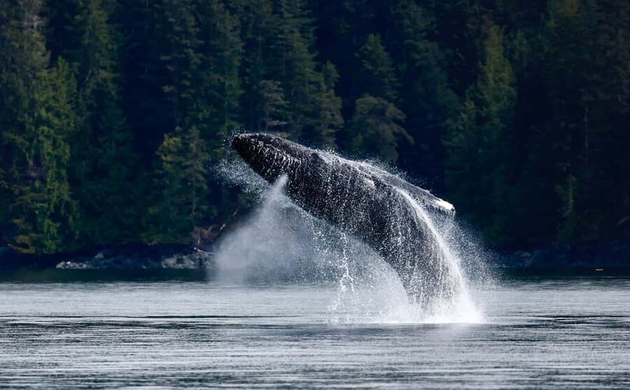 Campbell River: 4 Hour Whale & Wildlife Zodiac Boat Tour - Searching for orcas, humpbacks, and smaller marine life