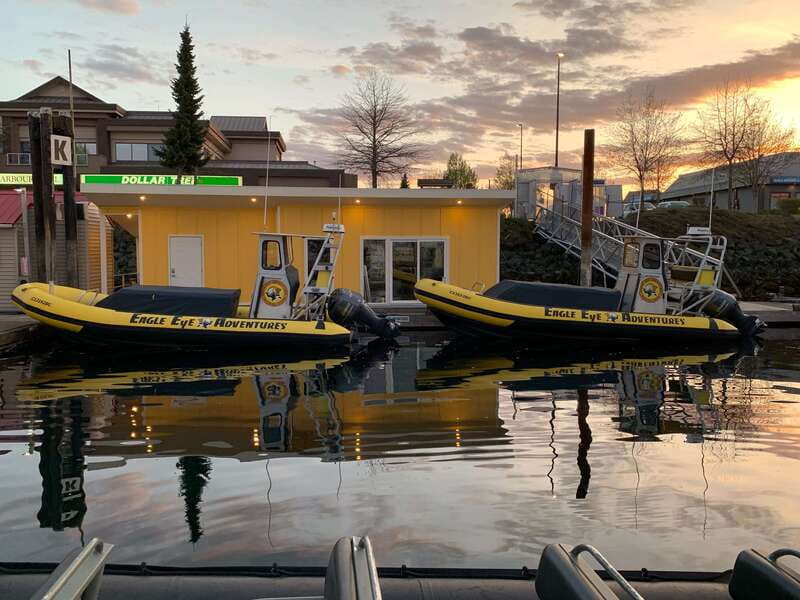 Campbell River: 4 Hour Whale & Wildlife Zodiac Boat Tour - The hydrophone turns whale watching into listening