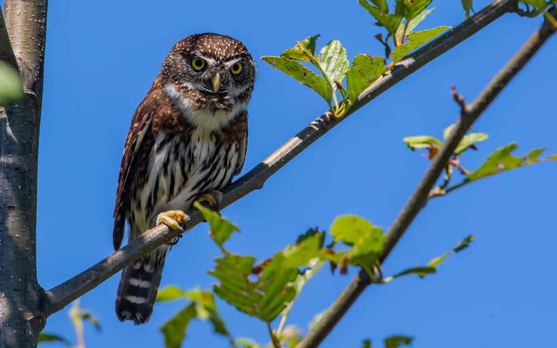 Campbell River: 4 Hour Whale & Wildlife Zodiac Boat Tour - Johnstone Strait and the changing water