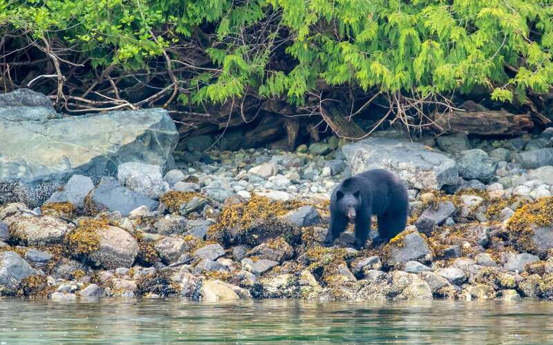 Campbell River: 4 Hour Whale & Wildlife Zodiac Boat Tour - Who should book this Campbell River tour?