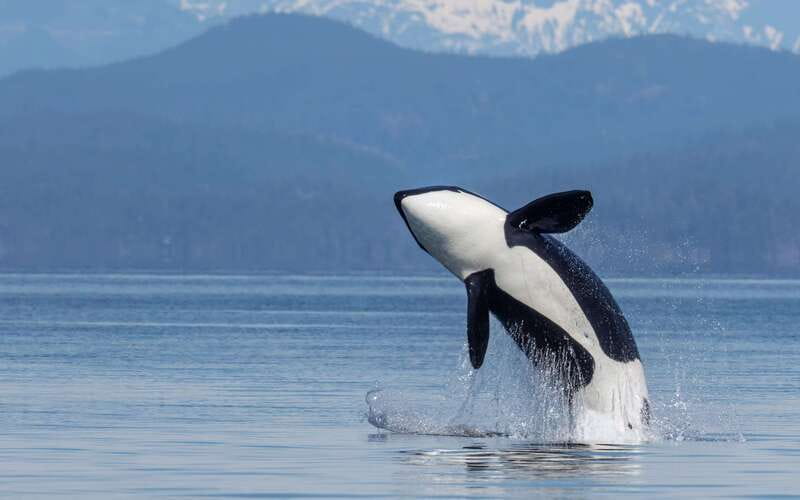 Campbell River: 4 Hour Whale & Wildlife Zodiac Boat Tour - Discovery Passage and the first island views
