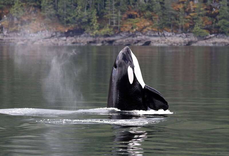 Campbell River: 6 Hour Covered Whale Watching Tour w/ Lunch - Leaving Coast Marina for Discovery Passage