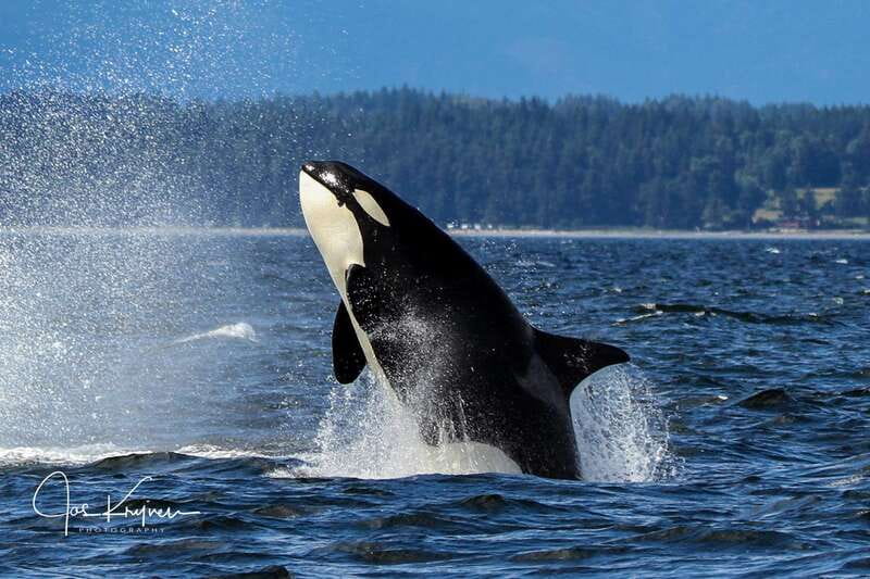 Campbell River: 6 Hour Covered Whale Watching Tour w/ Lunch - Searching for humpbacks, gray whales, and minke whales