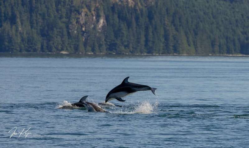 Campbell River: 6 Hour Covered Whale Watching Tour w/ Lunch - Weather, mechanical problems, and the value of flexibility