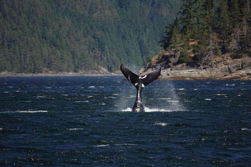Campbell River: 6-Hour Whale Watching Boat Tour - Why Campbell River is a smart base for whale watching