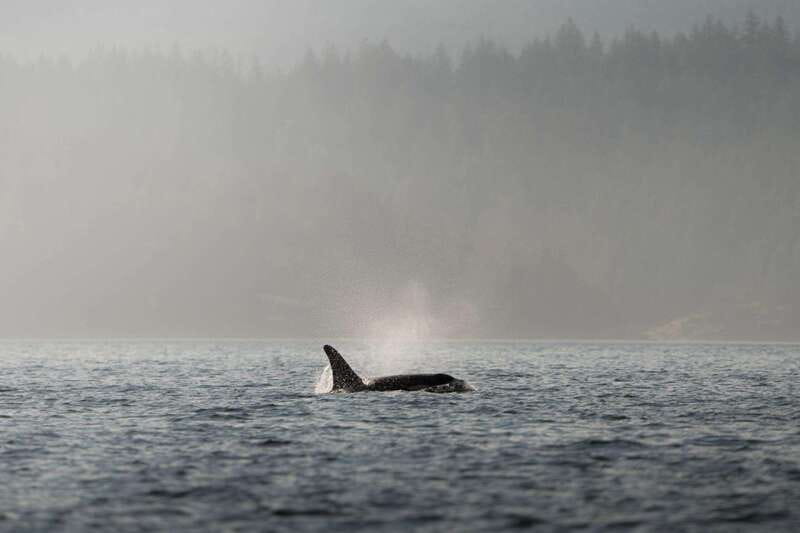 Campbell River: 6-Hour Whale Watching Boat Tour - Choosing between the Zodiac and covered boat