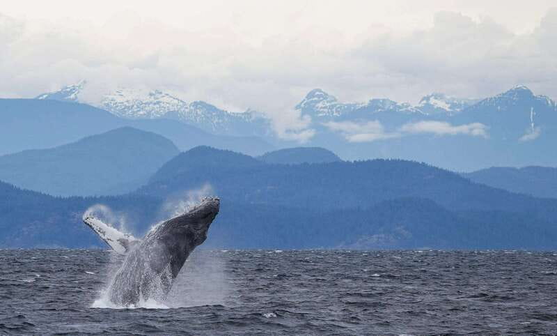 Campbell River: 6-Hour Whale Watching Boat Tour - Returning through the channels