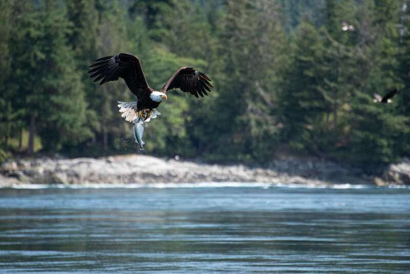 Campbell River: 6-Hour Whale Watching Boat Tour - What to pack for six hours outside