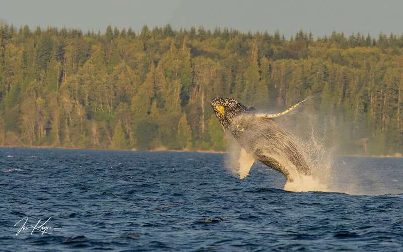 Campbell River: 6 Hour Zodiac Whale Watching Tour w/ Lunch - Searching for humpbacks, gray whales, and minke whales