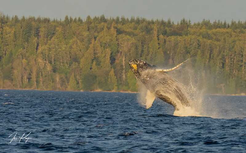 Campbell River: 6 Hour Zodiac Whale Watching Tour w/ Lunch - Lunch, drinks, and practical comfort