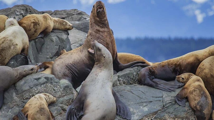 Campbell River: 7-Hour Big Animal Encounter Boat Tour - Leaving Campbell River for the Discovery Islands