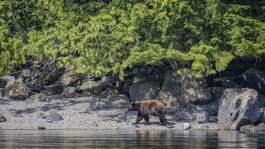 Campbell River: 7-Hour Big Animal Encounter Boat Tour - Humpbacks, orcas, bears, and the wildlife lottery