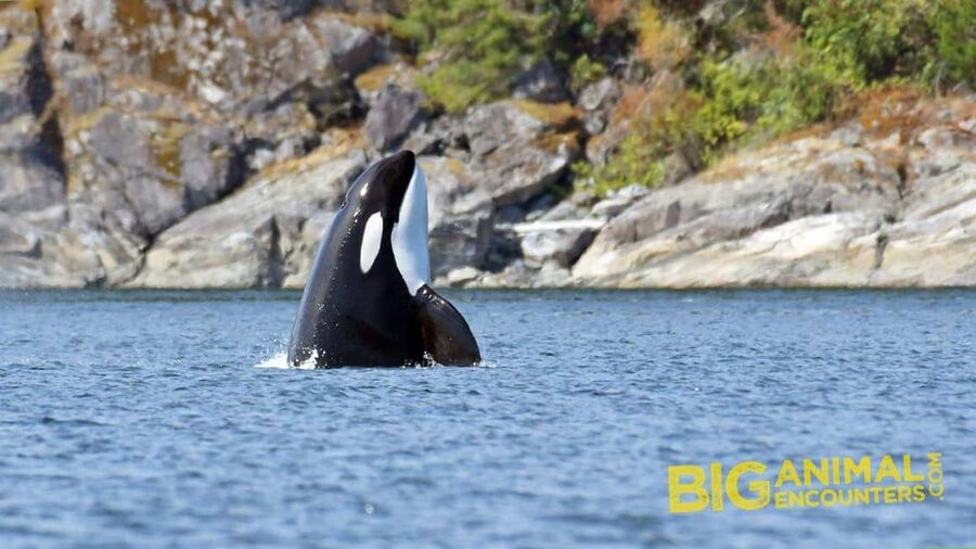 Campbell River: 7-Hour Big Animal Encounter Boat Tour - Listening below the boat with the hydrophone