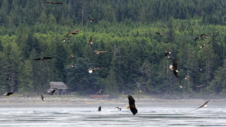 Campbell River: 7-Hour Big Animal Encounter Boat Tour - The boat: comfort first, photography second