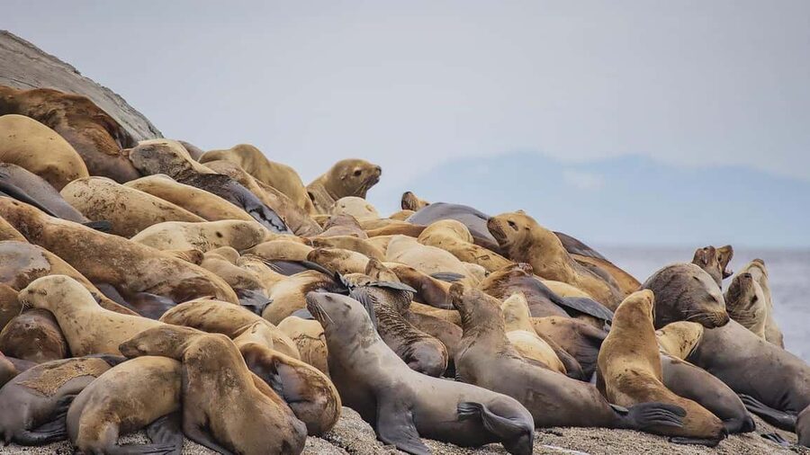 Campbell River: 7-Hour Big Animal Encounter Boat Tour - Lunch, snacks, and the vegetarian question