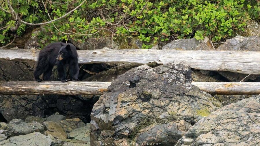 Campbell River: 7-Hour Big Animal Encounter Boat Tour - Is $245 a fair price?