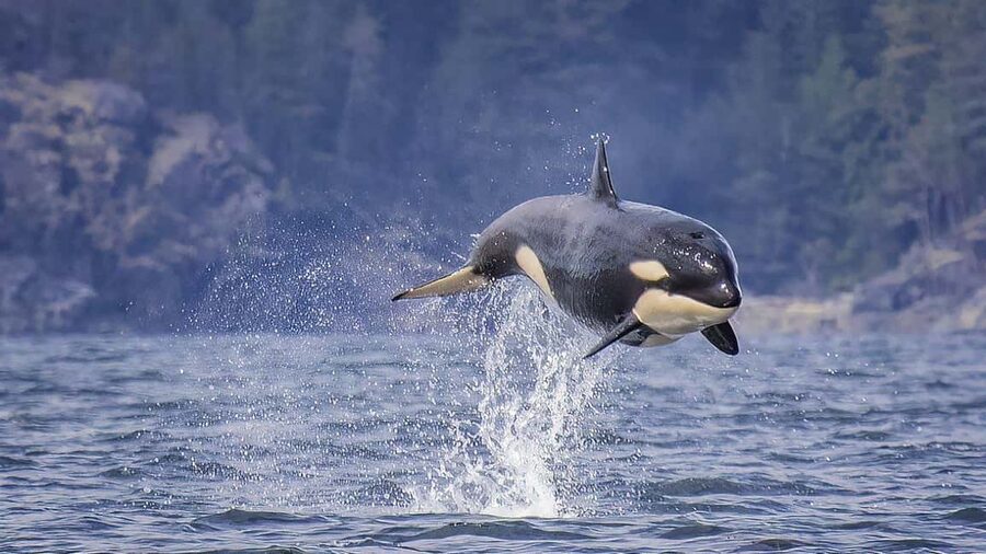 Campbell River: 7-Hour Big Animal Encounter Boat Tour - Weather, cancellations, and practical rules