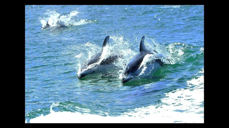 Campbell River: 7-Hour Big Animal Encounter Boat Tour - What seven hours of wildlife watching really means