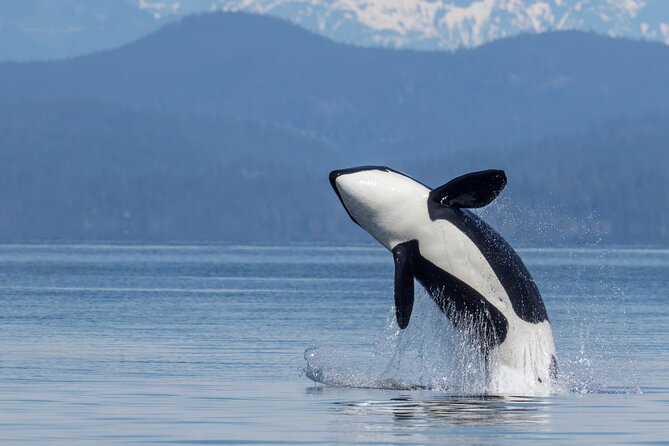 Campbell River, BC: 4 Hour Wildlife Tour Featuring Whale Watching - Four hours on Campbell River’s wildlife-rich water