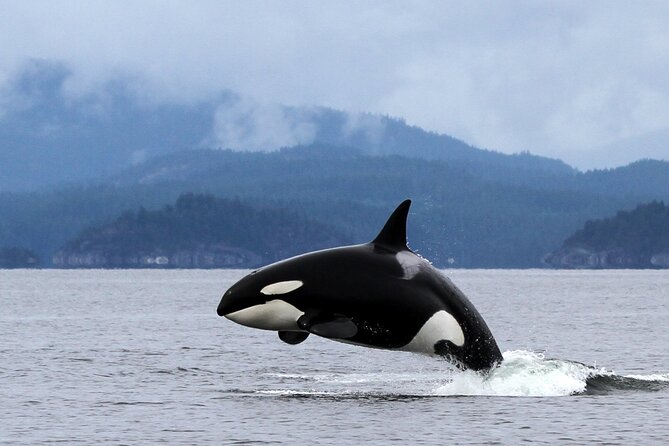Campbell River, BC: 4 Hour Wildlife Tour Featuring Whale Watching - Guides who add context to the scenery