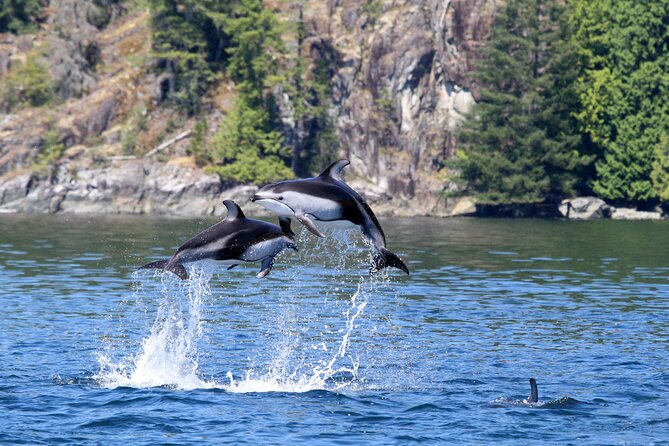 Campbell River, BC: 4 Hour Wildlife Tour Featuring Whale Watching - Is $191.40 a fair price?