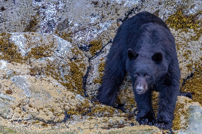 Campbell River, BC: 4 Hour Wildlife Tour Featuring Whale Watching - Who will enjoy this trip most?