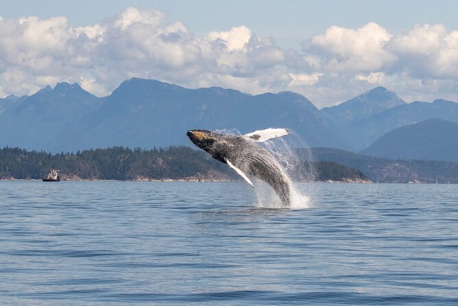 Campbell River, BC: 4 Hour Wildlife Tour Featuring Whale Watching - Booking timing and practical planning