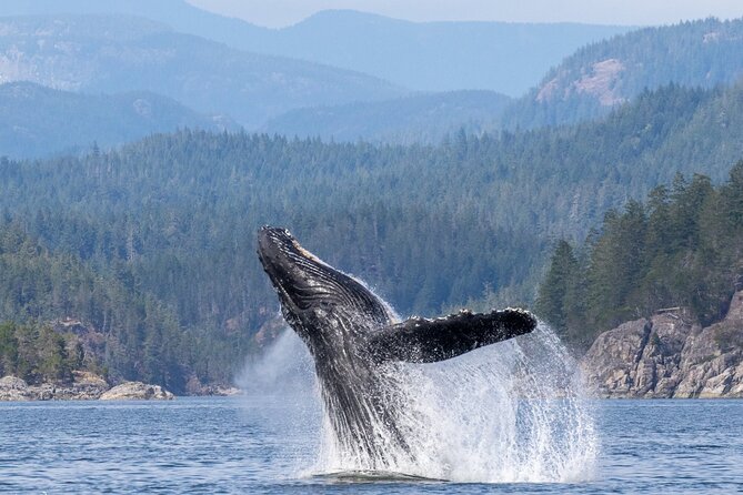 Campbell River, BC: 6 Hour Whale Watching Tour w/ Lunch Included - Why six hours matters in Campbell River