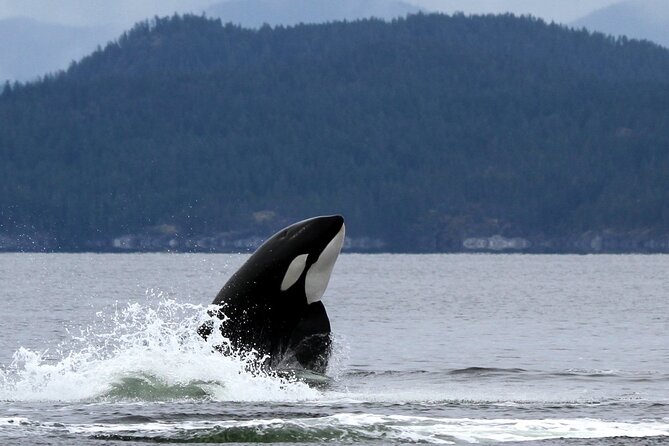 Campbell River, BC: 6 Hour Whale Watching Tour w/ Lunch Included - Small groups and guide time