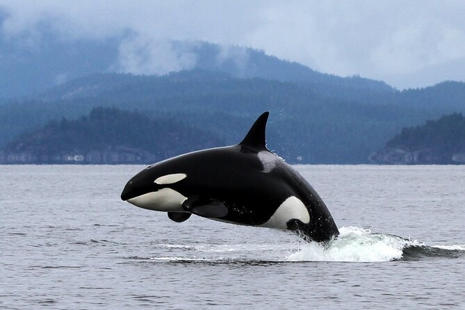Campbell River, BC: 6 Hour Whale Watching Tour w/ Lunch Included - Is $234.19 good value?