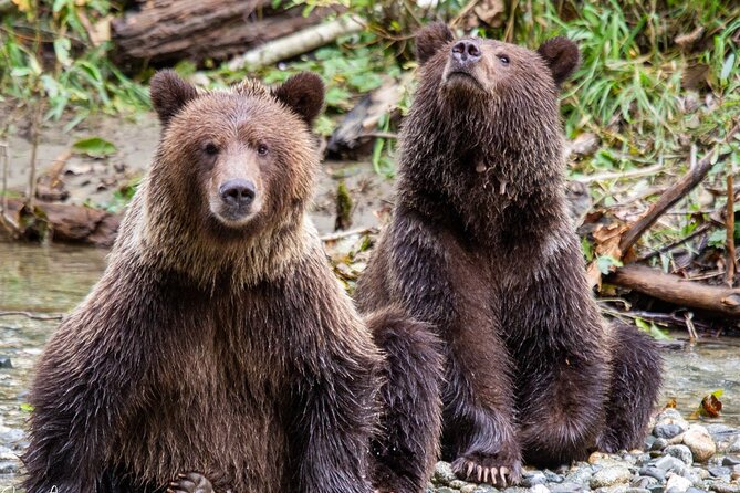 Campbell River, BC: Full Day Grizzly Bear Tour in Toba Inlet - Leaving Campbell River at 7:30 a.m.