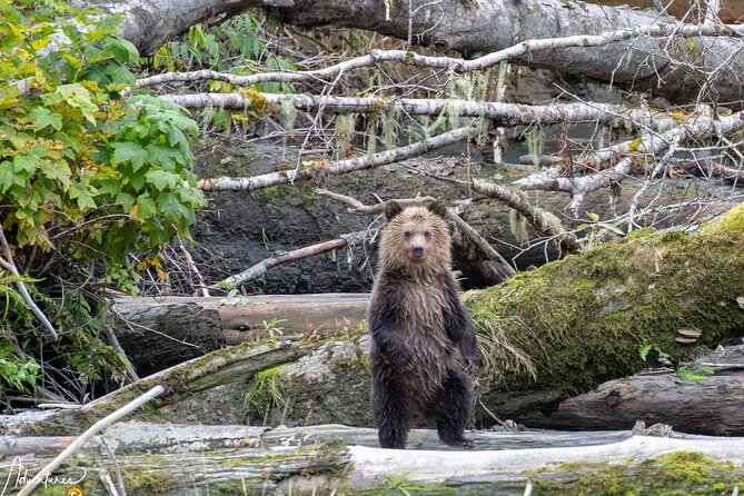 Campbell River, BC: Full Day Grizzly Bear Tour in Toba Inlet - Through Desolation Sound to Toba Inlet