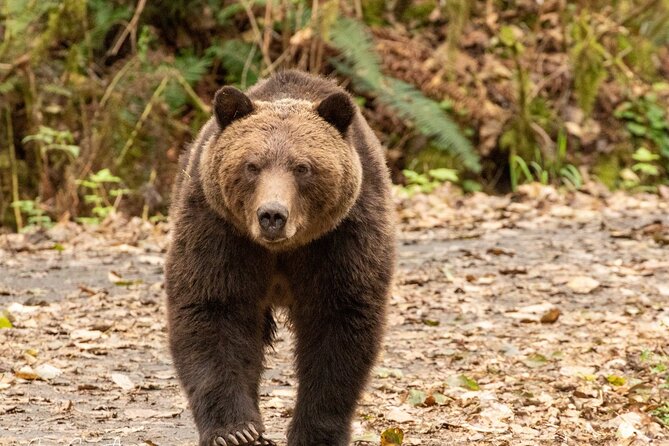 Campbell River, BC: Full Day Grizzly Bear Tour in Toba Inlet - Salmon, Eagles, and Other Wildlife