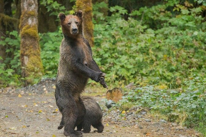 Campbell River, BC: Full Day Grizzly Bear Tour in Toba Inlet - Food, Shelter, and Small Comforts