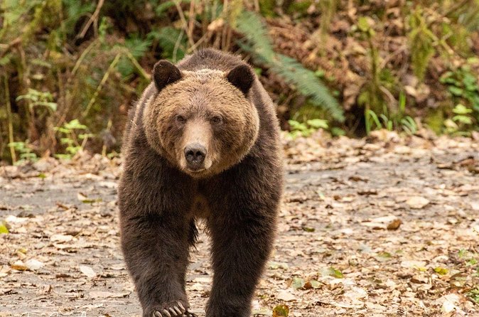 Campbell River, BC: Full Day Grizzly Bear Tour in Toba Inlet - How the Guides Shape the Day