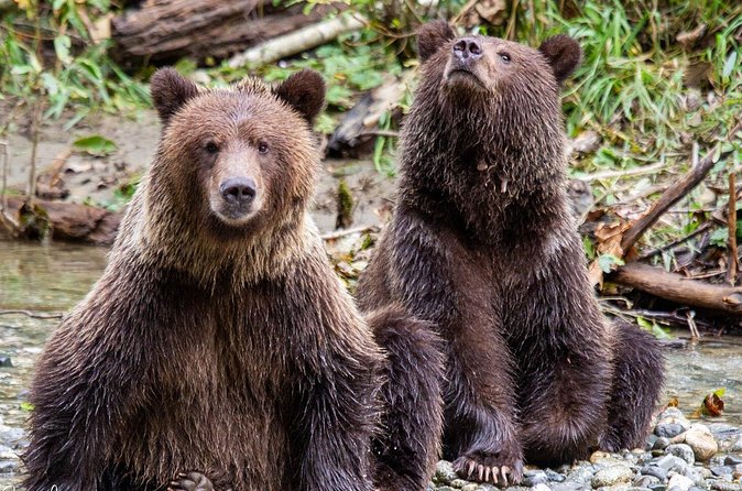 Campbell River, BC: Full Day Grizzly Bear Tour in Toba Inlet - Is $505.79 a Fair Price?