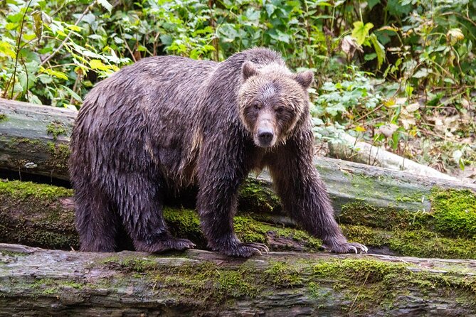 Campbell River, BC: Full Day Grizzly Bear Tour in Toba Inlet - Weather, Cancellations, and Who Should Go