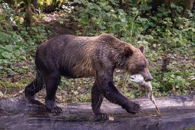 Campbell River, BC: Full Day Grizzly Bear Tour in Toba Inlet - Watching Bears Without Rushing