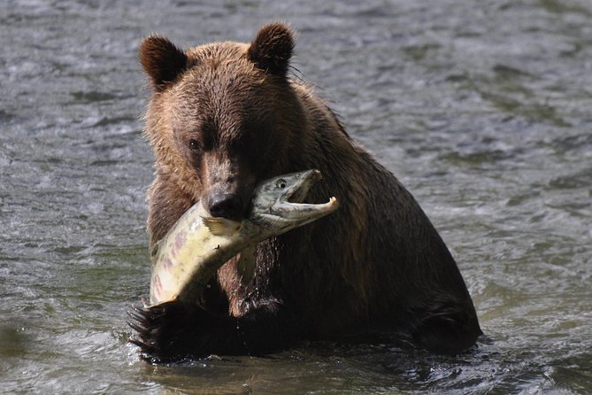 Campbell River: Bute Inlet Grizzly-Watching Tour & Boat Ride - Key things to know before booking