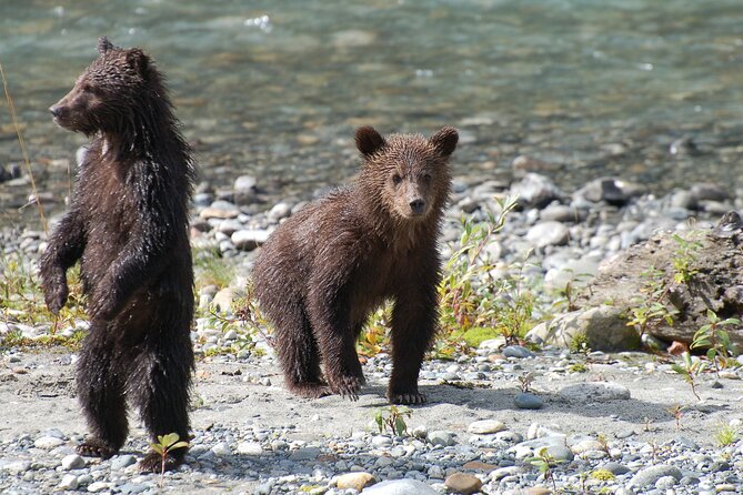 Campbell River: Bute Inlet Grizzly-Watching Tour & Boat Ride - The three-hour boat ride through the Discovery Islands