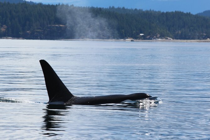 Campbell River: Bute Inlet Grizzly-Watching Tour & Boat Ride - Lunch, snacks, and the practical comforts