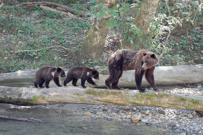 Campbell River: Bute Inlet Grizzly-Watching Tour & Boat Ride - How the $557 price makes sense
